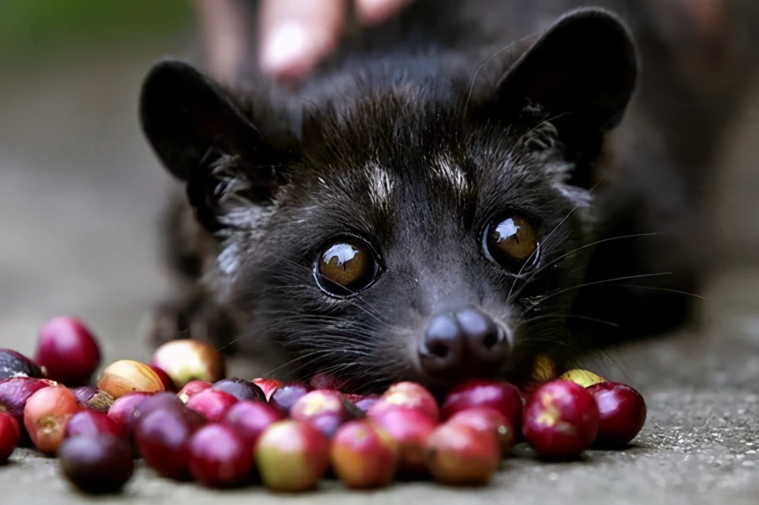 全球有哪些主要咖啡生产国,印度尼西亚咖啡产地