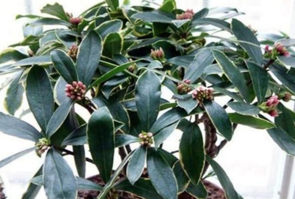 家里养盆“香味花”，春节期间开花，满屋花香扑鼻
