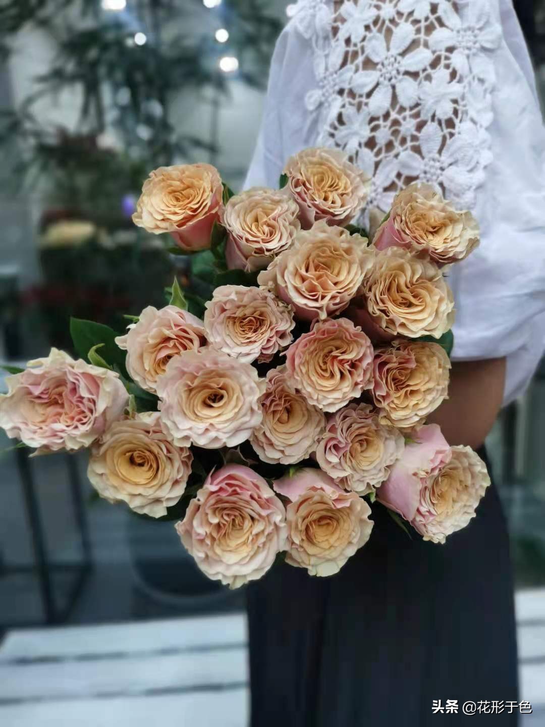 玫瑰品种品鉴,玫瑰花品鉴