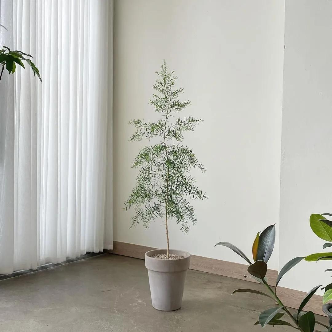 ins十大网红绿植,ins网红绿植大全