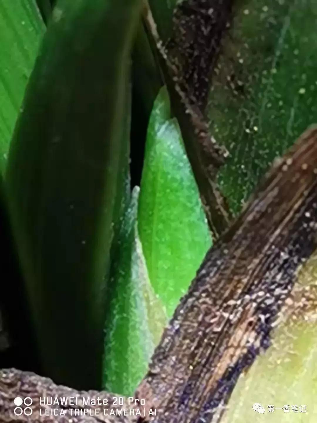 兰花花苞如何看品种,如何辨别兰花花苞的品种