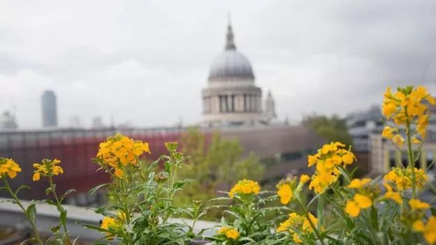 浼︽暒缁垮湴鑺卞洯,浼︽暒缁垮湴鑺卞洯瑙嗛