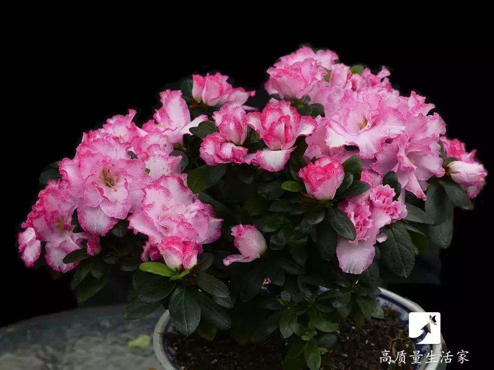 装修房子吸甲醛最好的是什么植物,吸甲醛最好的植物排名