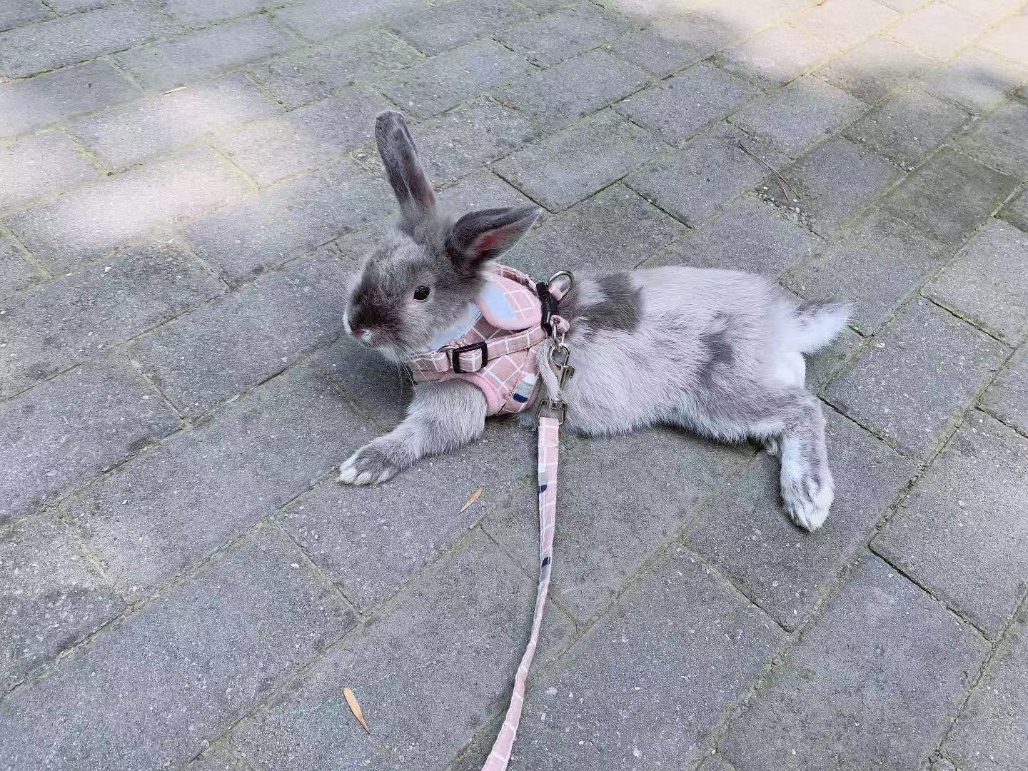 宠物兔都有哪些生活习性,新手养宠物兔十大禁忌