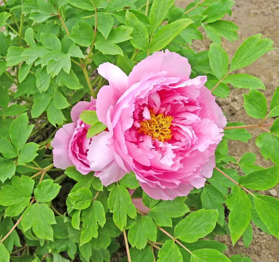 100种常见观叶植物图鉴史上最全,农村常见的100种植物