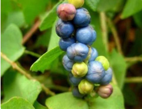 整合——28种青草药，赶快收藏备用！