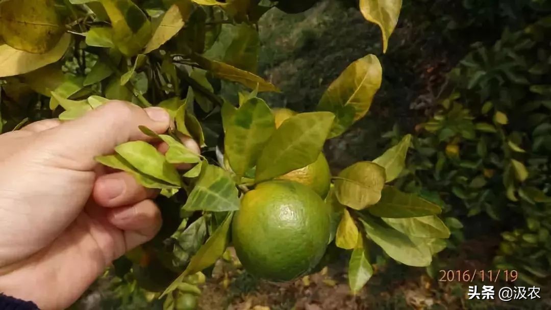 黄龙病对柑橘果园的危害,柑橘黄龙病根治方法