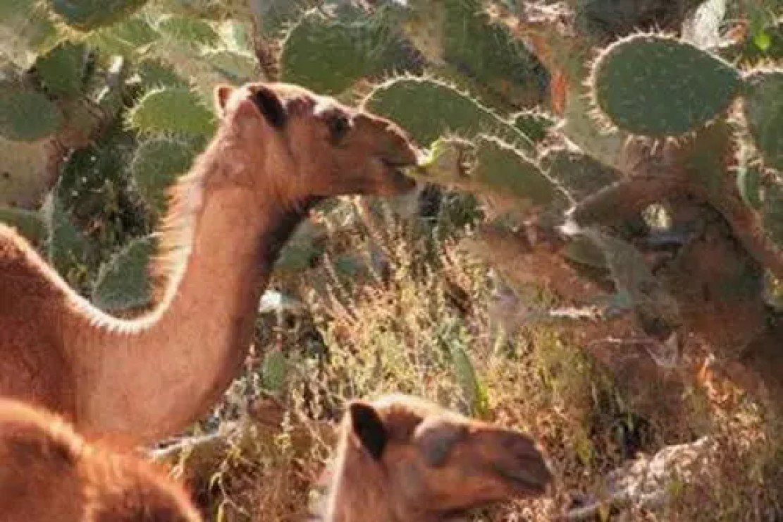 真是狗嘴里吐不出象牙,狗嘴里吐不出象牙但可以吐出蛇头