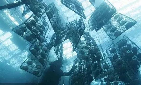 招财平安天珠,能转运聚财的红绳银珠