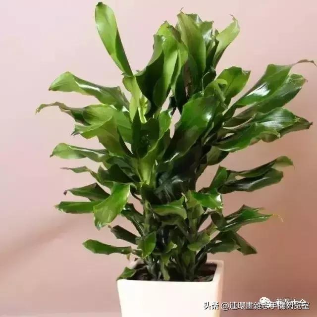 100种常见花卉植物图谱,100种花卉素描图谱