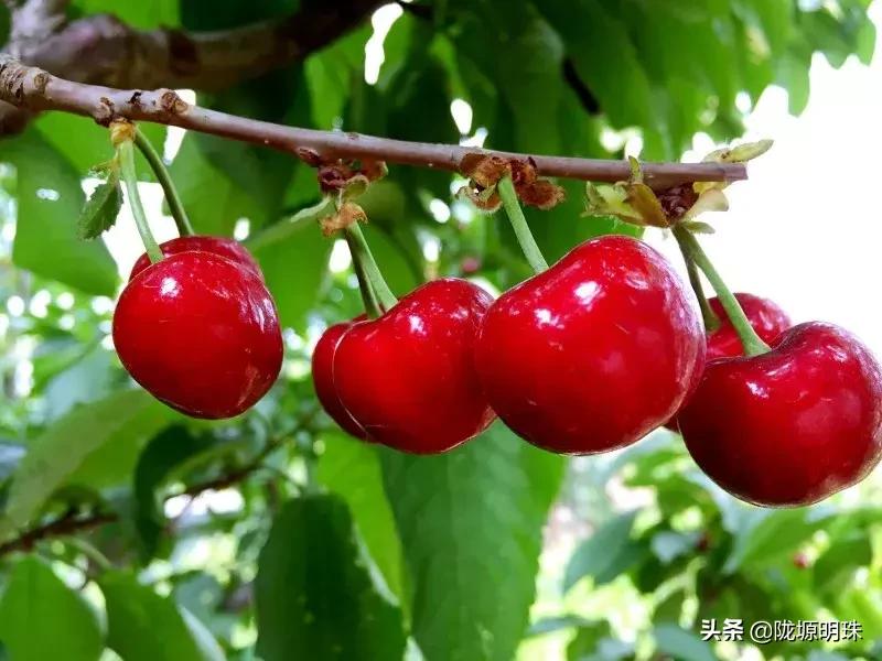 西安摘樱桃的地方推荐附近,西安周边摘樱桃去哪里