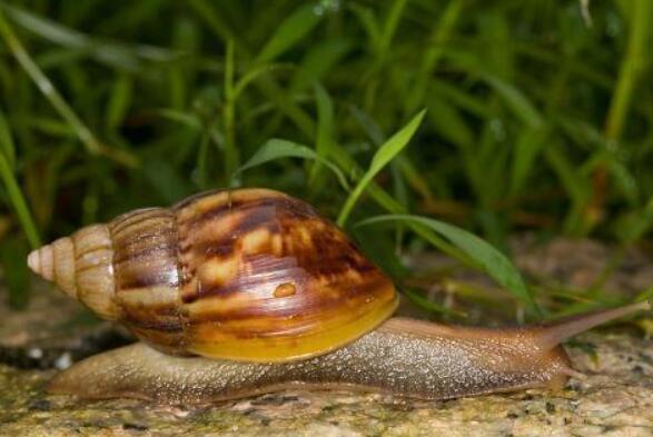 世界上最大的蜗牛能长到多大,世界上最大的蜗牛的天敌
