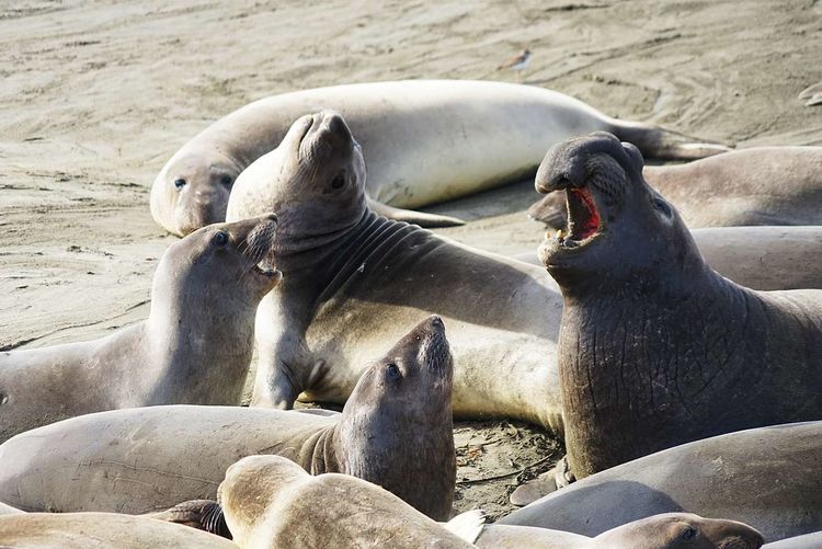 美国德州西部自由行,美国西海岸可以自由航行么