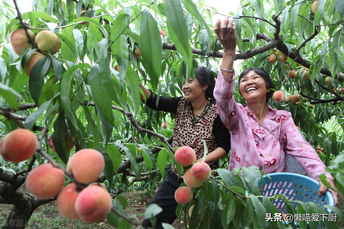 咋区分公桃子和母桃子,买公桃子还是母桃子