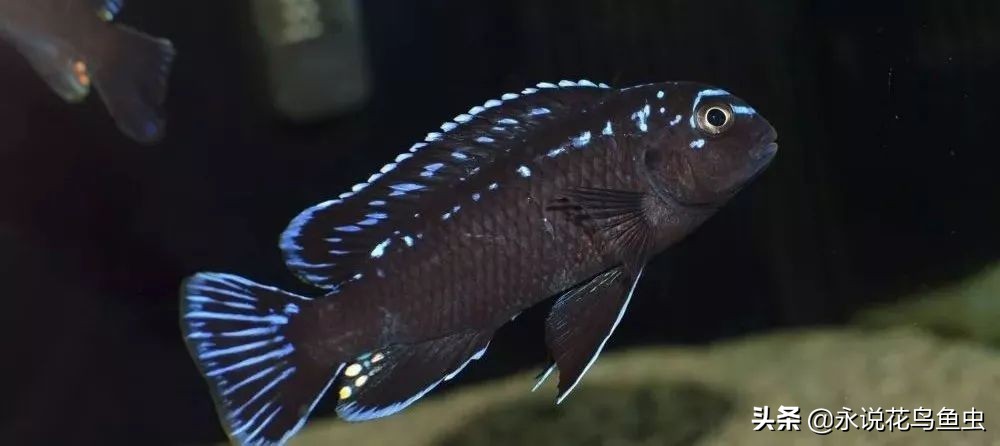 三湖慈鲷鱼肚子瘪,三湖慈鲷和老鼠鱼