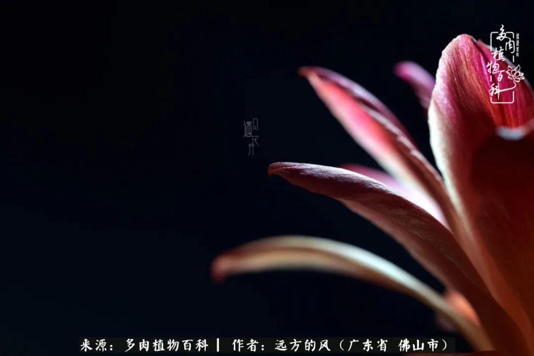 那些花儿在每个角落静静为你开着,那些花儿在每个角落静静地绽放