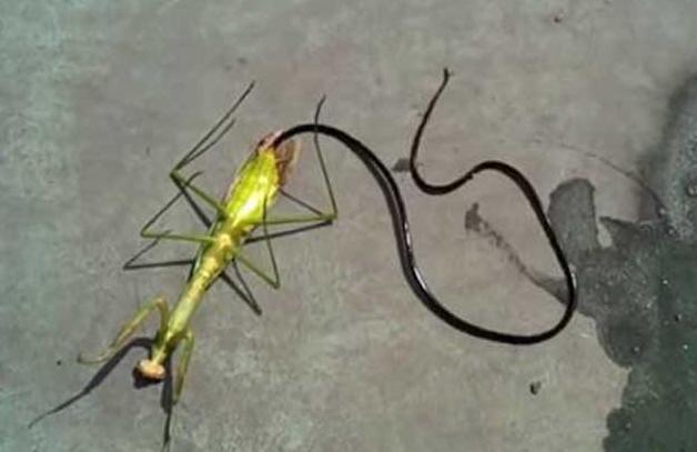 因为铁线虫而想起了童年