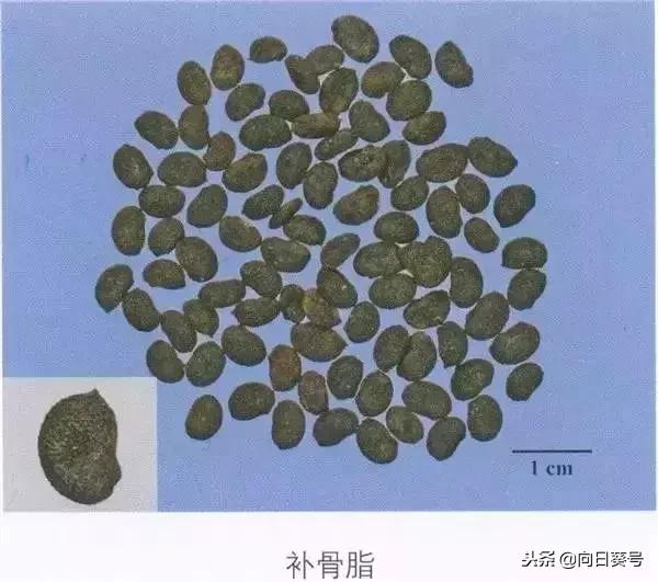 中药破故纸的禁忌,破故纸泡水能治什么病