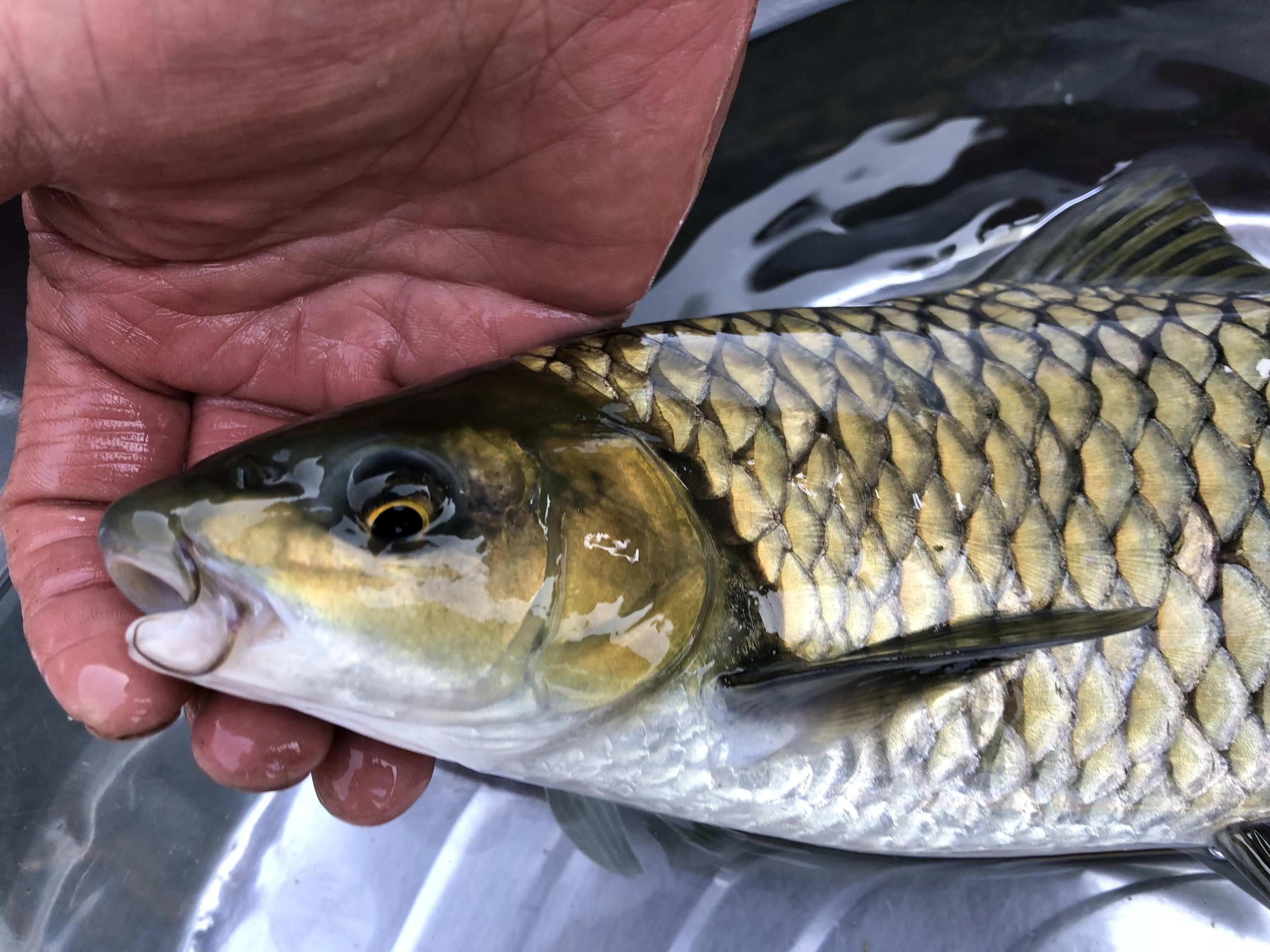 名贵的六种鱼你吃过几种,20种名贵海鱼