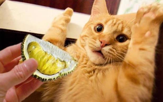 猫咪讨厌什么气味防止乱尿,这7种气味你家猫咪讨厌吗