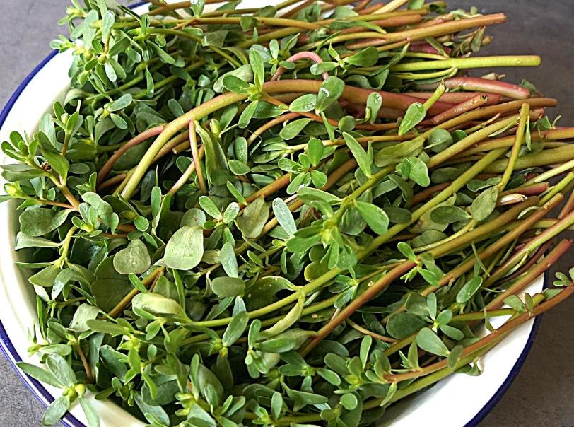马齿苋炒着吃还是凉拌好吃,马齿苋又出新吃法不炒不凉拌