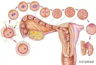 范冰冰李冰冰徐静蕾林志玲,徐静蕾与李小冉林志玲