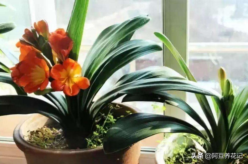 君子兰小苗换盆八大步骤,君子兰旁边长小苗换盆的正确方法