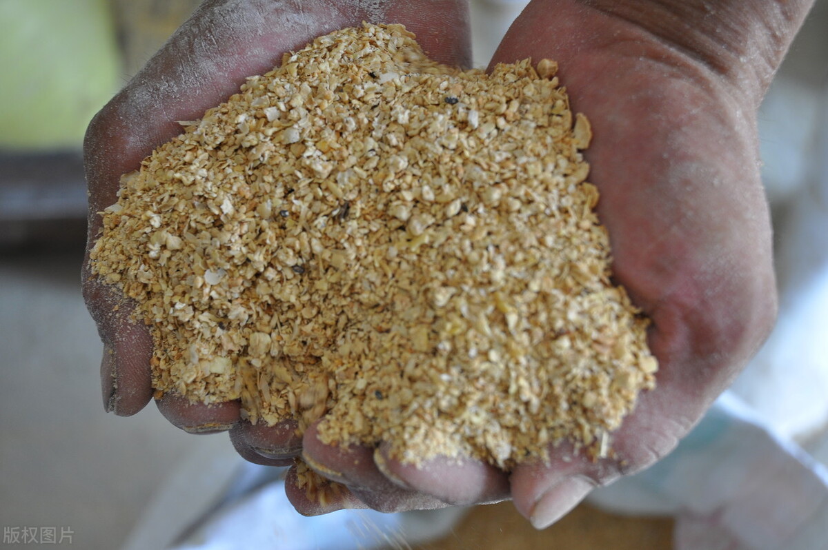 东北玉米行情全面上涨,玉米和大豆价格接近创纪录新高