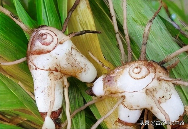 白芨为什么能止血,白芨的功效