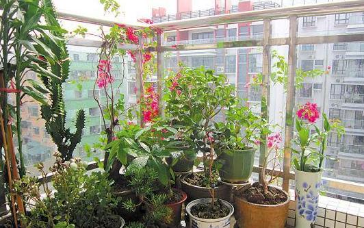 用大蒜养花会有意想不到的效果,大蒜养花小技巧图片