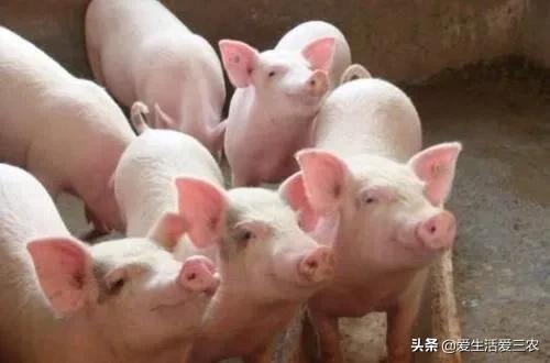 除了畜牧业还有什么业,除了养猪还有什么可以挣钱