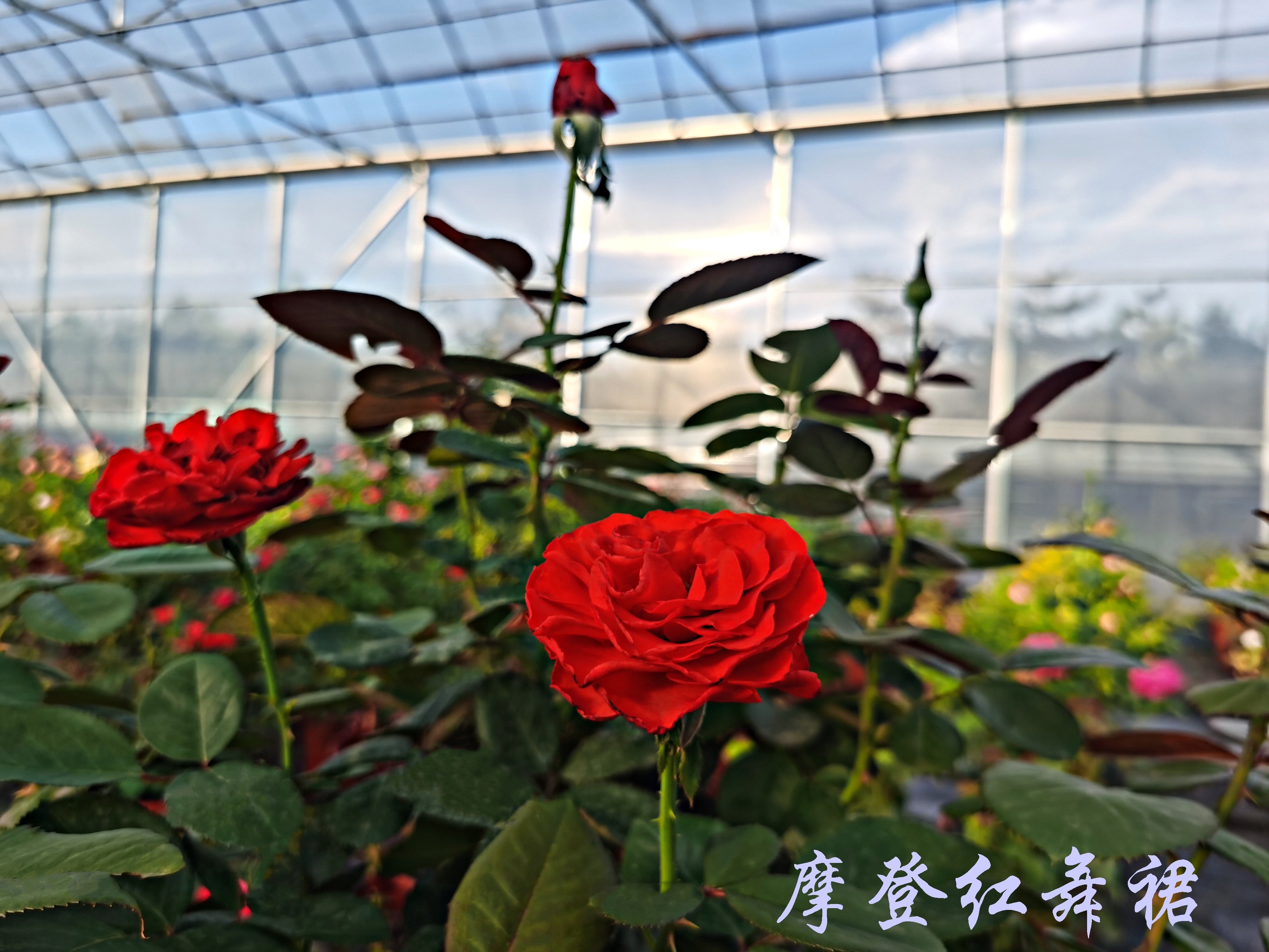 大兴月季园的月季有多少种,北京最大的月季基地在哪