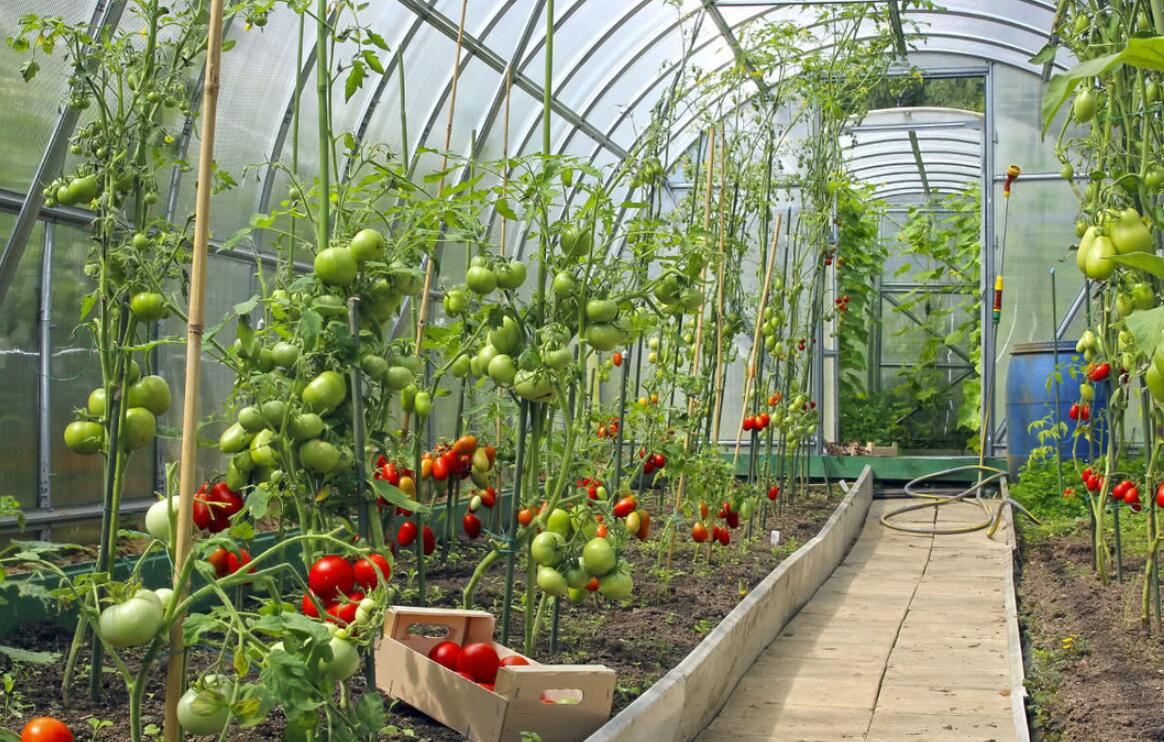 蔬菜大棚最省钱的建造方法,钢结构蔬菜大棚造价每亩多少