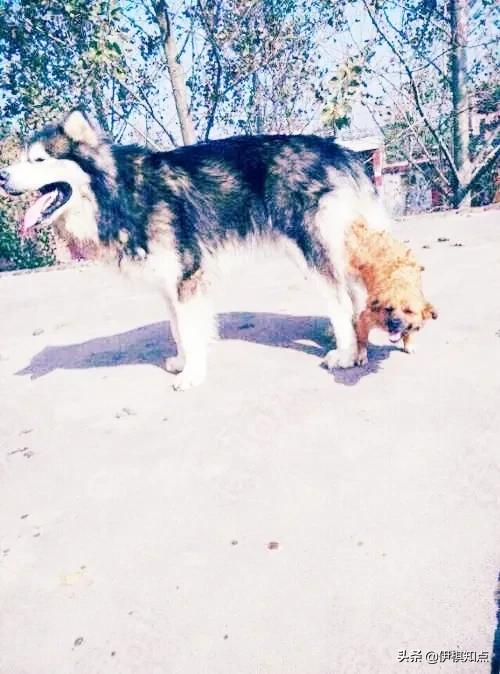 为什么两只狗狗尾巴缠在一起,为什么两只狗狗分不开