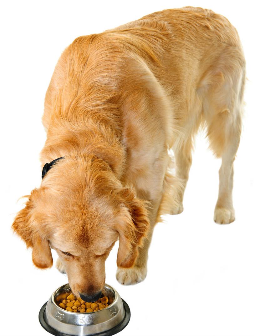 狗粮推荐6款热门狗粮测评,狗粮测评6款热门狗粮怎么选