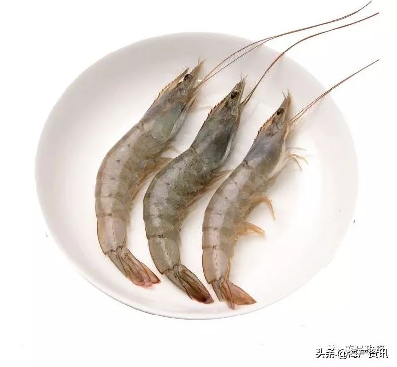 南美白对虾最全知识科普,南美对虾科普知识大全