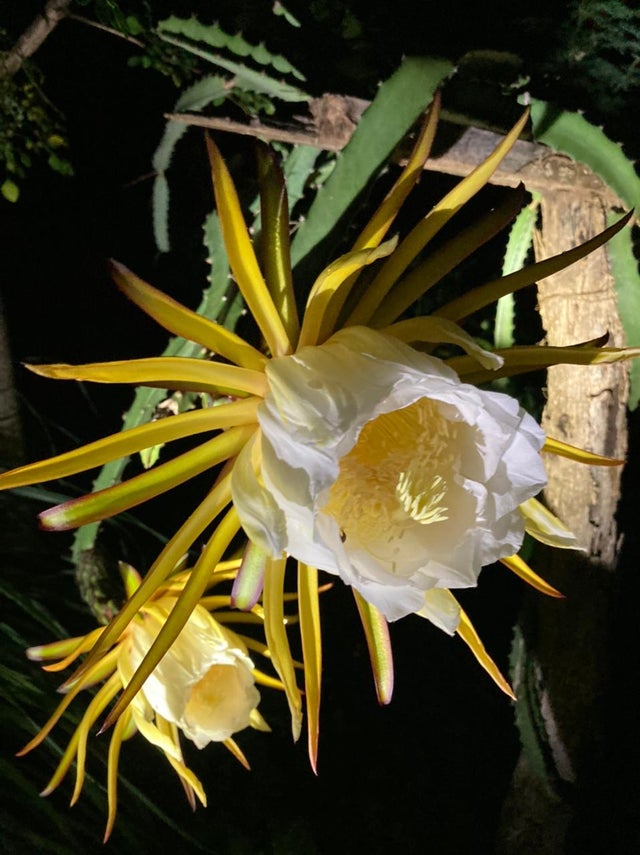 电鳗鳄鱼同归于尽,鳄鱼与电鳗同归于尽