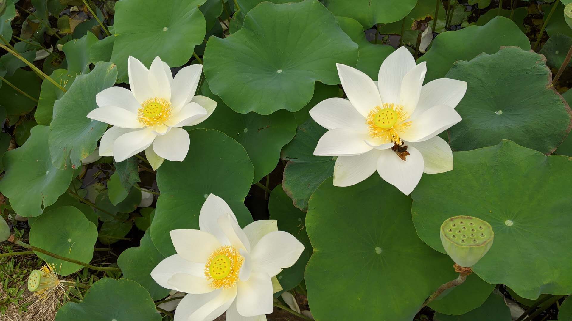 再见七月你好八月句子,再见七月你好八月视频