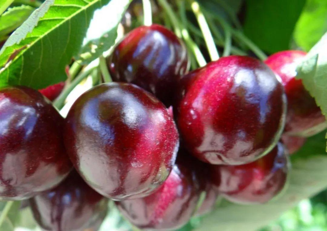 糖尿病可以吃樱桃和车厘子吗,北方的小樱桃糖尿病人能吃吗