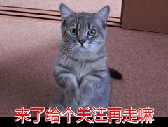 冷门好养的狗,十大被公认最好看的狗狗