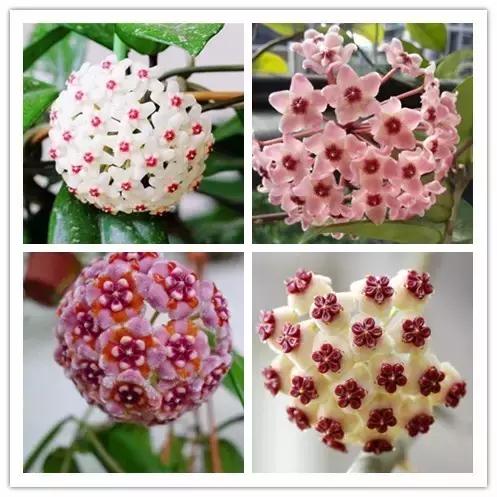 100种常见花卉资料大全,常见100种花卉介绍图片