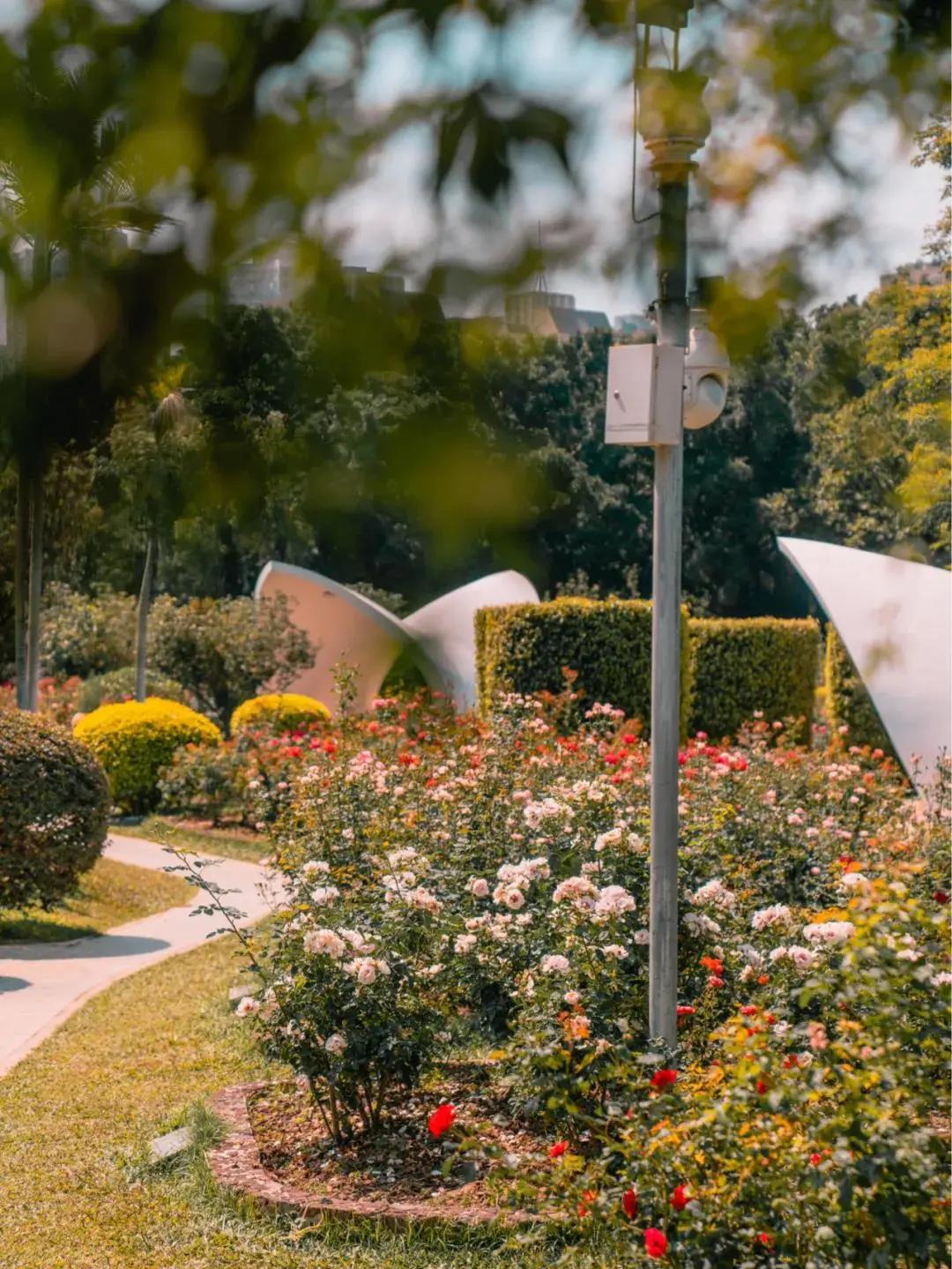 深圳十大免费花海公园,深圳红花山公园粉黛花海