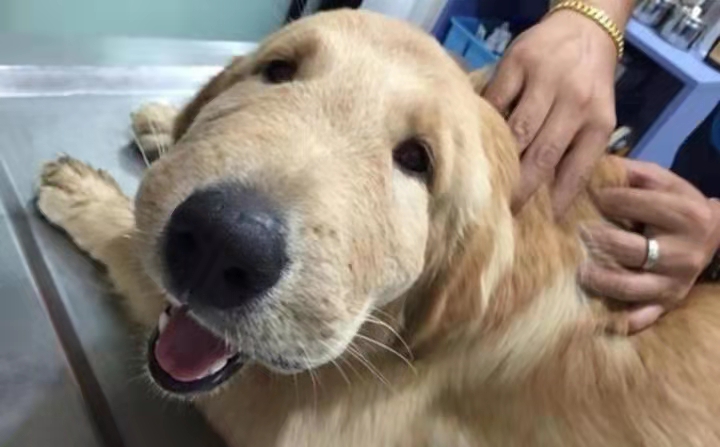 狗狗被马蜂蛰了叼回去给主人,狗狗被马蜂蛰了找不到蜂针