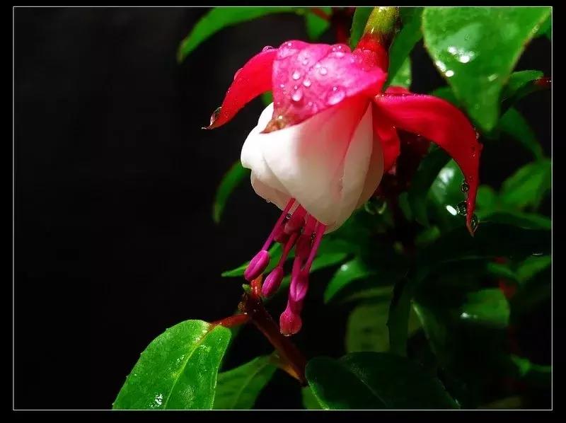 惊艳倒挂金钟,惊艳倒挂金钟图片