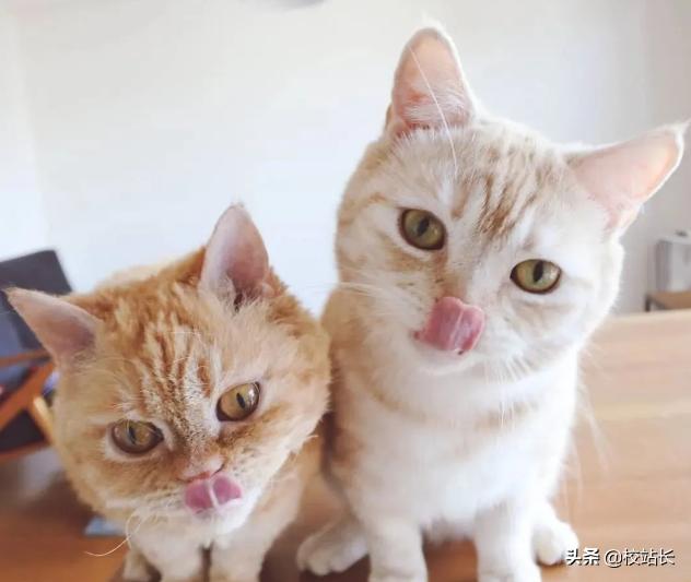 可爱治愈系猫咪图片,治愈猫咪照片橘猫