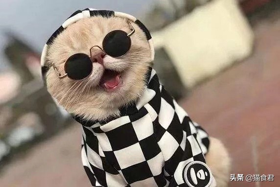 劝养猫的人别养两只猫,劝养猫的朋友都别养两只猫