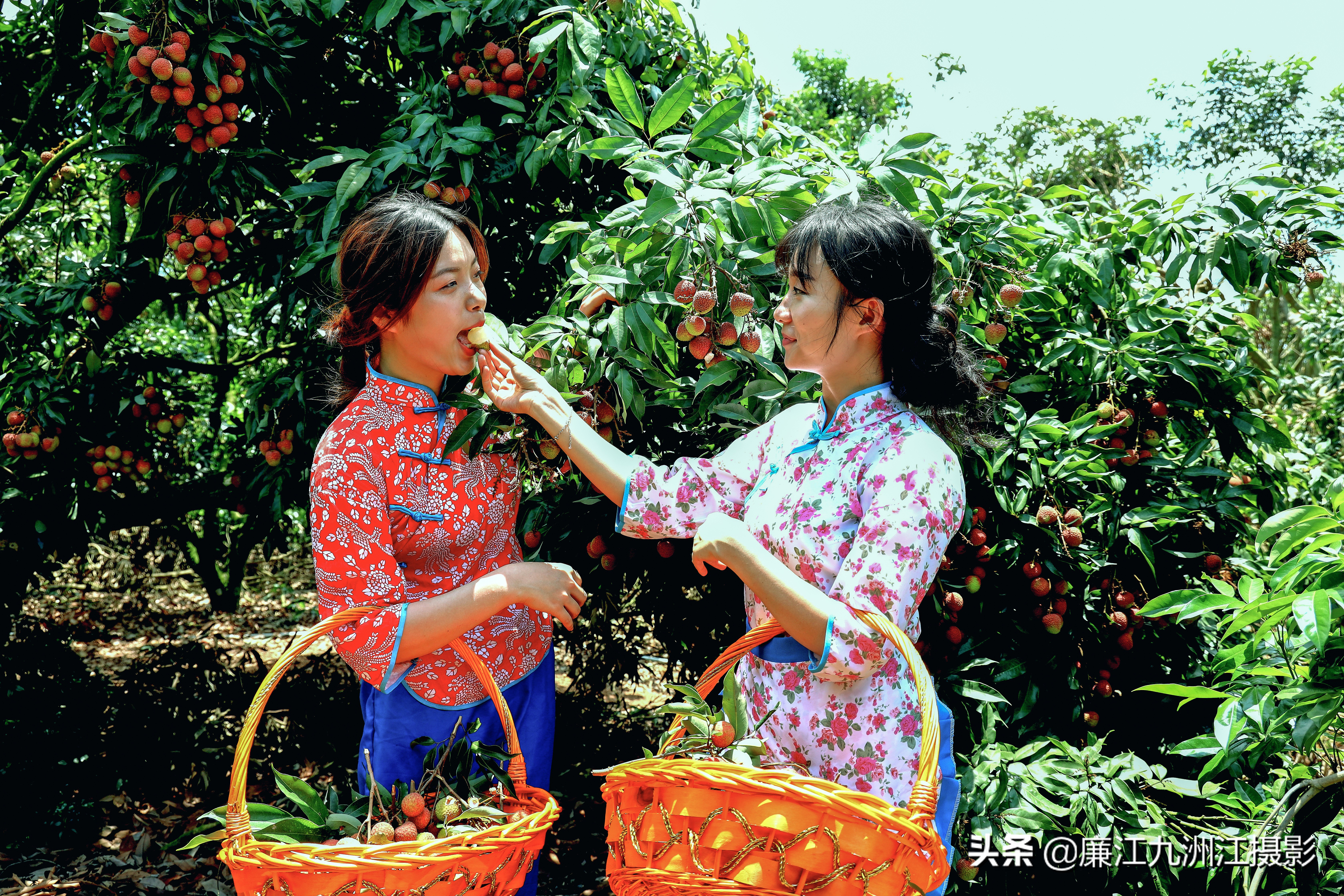 湛江市廉江荔枝节开幕式视频,廉江荔枝文化节