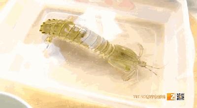 活皮皮虾用盐水泡着会死吗,皮皮虾泡水里几分钟就死了