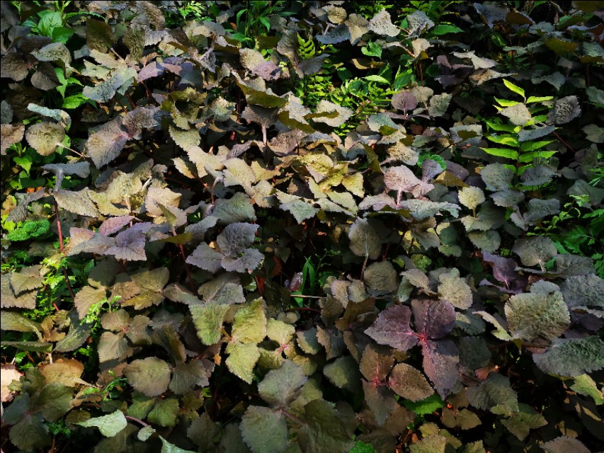 红叶鸭跖草,红叶苋菜补血吗