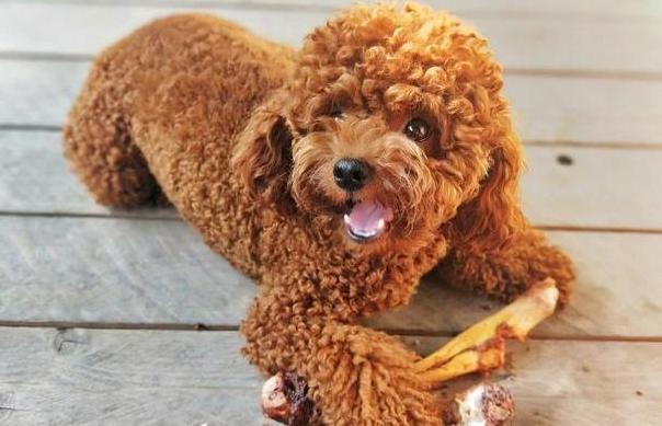 喜欢咬人的十大狗狗,咬人的宠物狗可以养吗